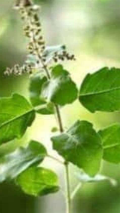 Kartik Month 2023 Tulsi Poojan Do These Remedies Of Tulsi During