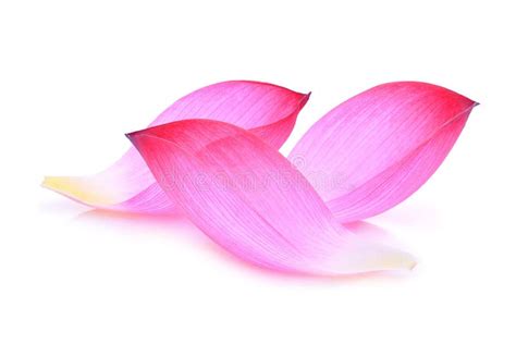 Closeup On Lotus Petal Stock Photo Image Of Detail Symbol 32377060