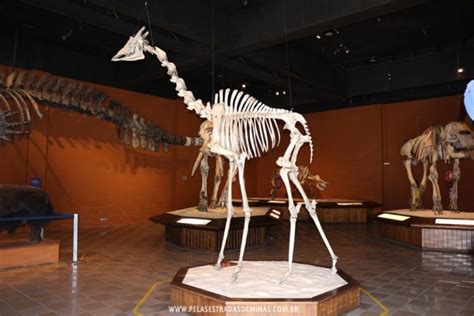 Museu De Ci Ncias Naturais Da Puc Minas Em Belo Horizonte Pelos