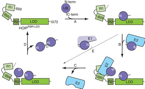 Model For HOIP RBR LDD Mediated Ubiquitination Linear Ubiquitin Chain