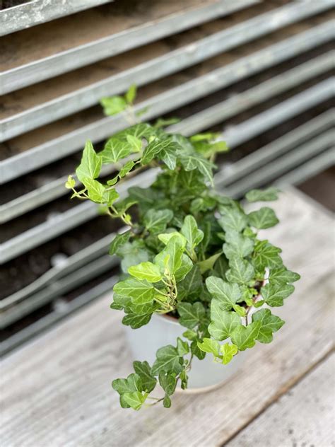 Hedera Helix Wonder Bluszcz Jungle Boogie