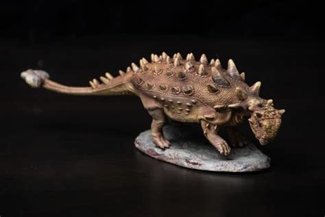 Ankylosaurus Stock Photos, Images and Backgrounds for Free Download