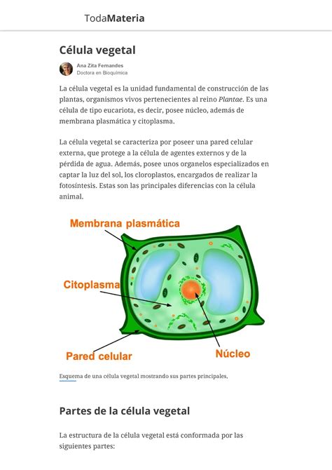 Qu Es La C Lula Vegetal Partes Y Caracter Sticas Toda Materia