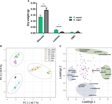 Frontiers Assessing The Intracellular Primary Metabolic Profile Of