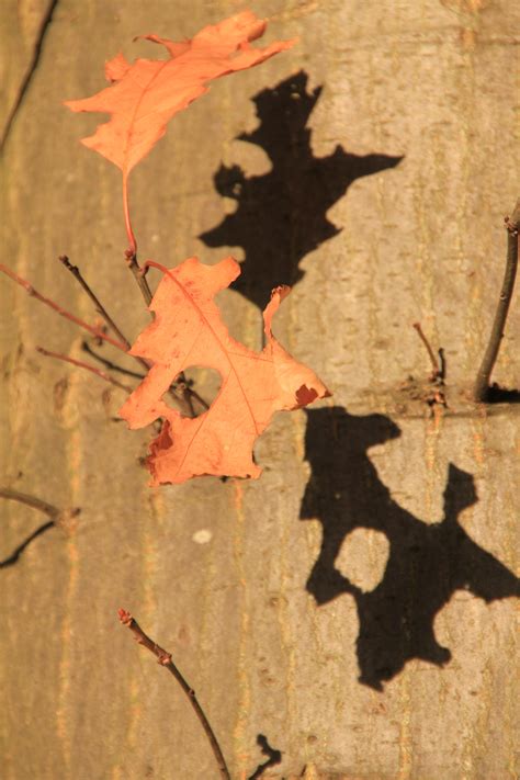 Free Images Forest Branch Flower Autumn Season Maple Tree Maple