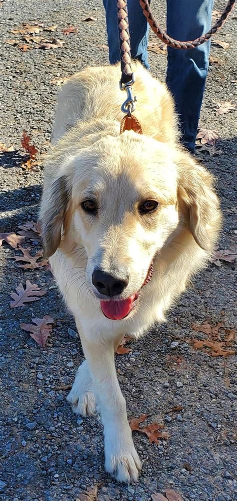 Dog for Adoption - Sophie - At shelter, a Golden Retriever in Farmville ...