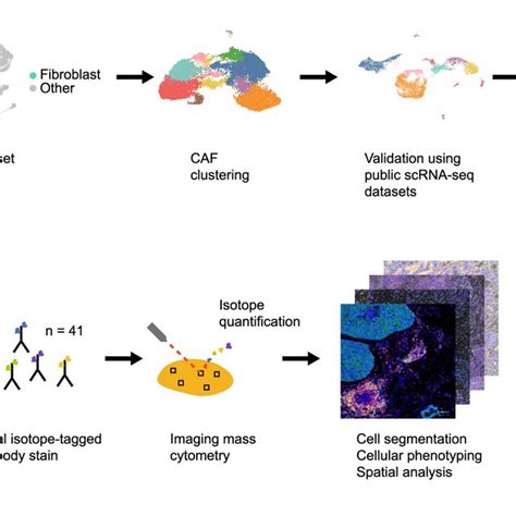 Workflow Used To Define The Caf Classification System Scrna Seq Data