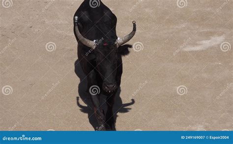 Aggressive black bull stock video. Video of bravery - 249169007