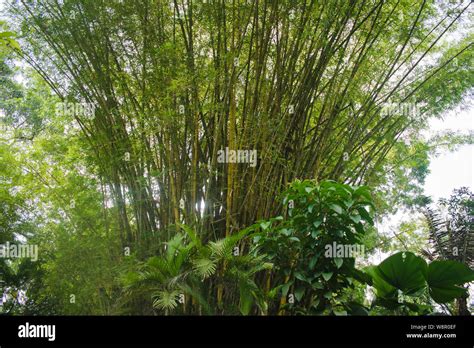 Golden Bamboo High Resolution Stock Photography And Images Alamy