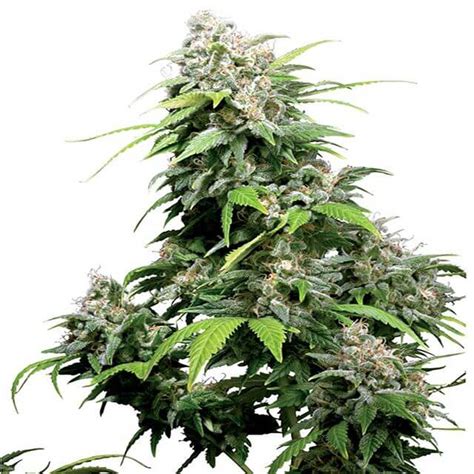 California Indica Sensi Seeds REG Original Seeds Store