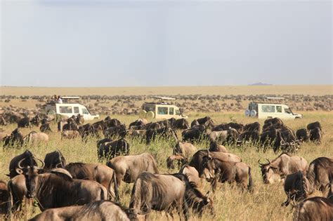sensational facts   serengeti fact city