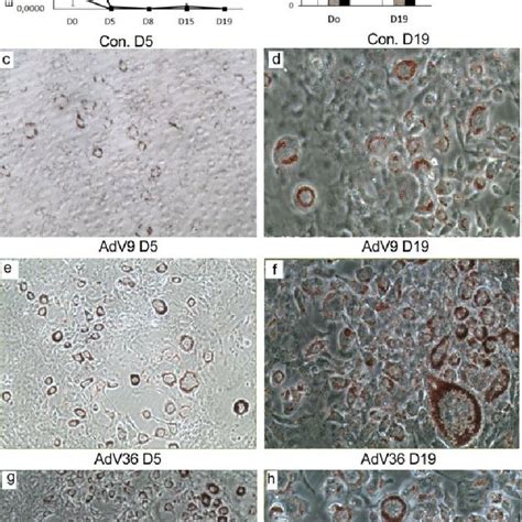 An Expression Of Adv9 And Adv36 E4orf1 Genes Was Determined To Confirm