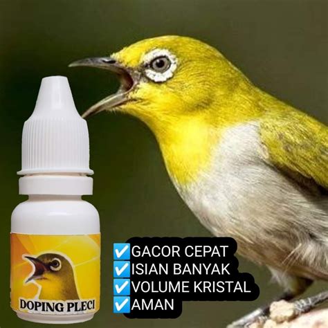 Jual Doping Pleci Doping Burung Pleci Birahi Gacor Fighter Buka Paruh