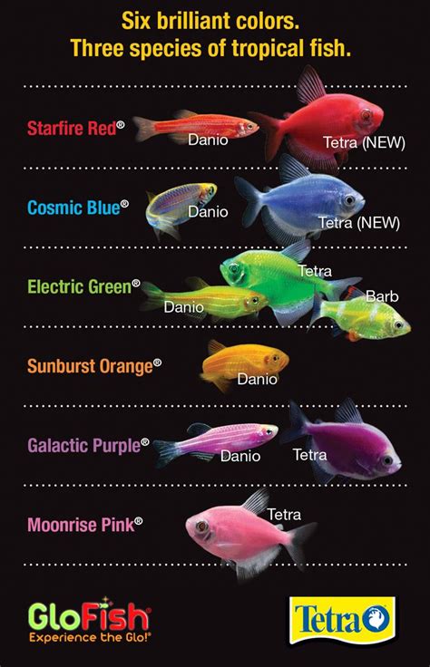 Glofish Danio Tank Size - Din Aquarium Fish