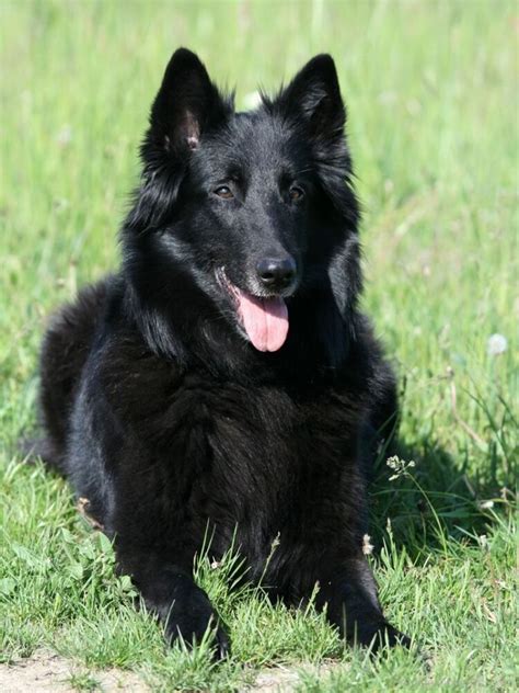 Black Belgian Shepherd Dog