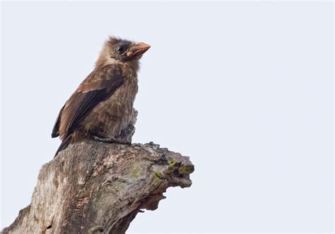 Naked Faced Barbet Naked Faced Ebird