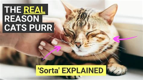 The Real Reason Why Cats Purr Sorta Explained Youtube