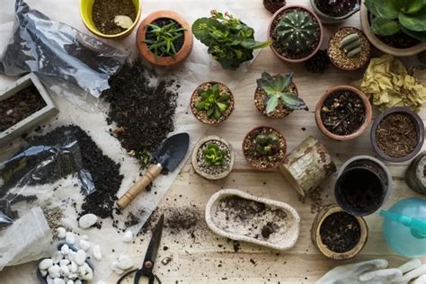 Soil For Indoor Plants Nurturing Healthy Growth The Plant Guide