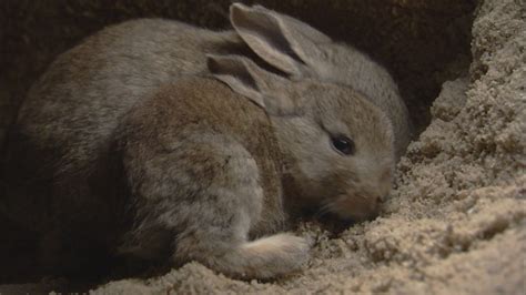 Bbc Two The Burrowers Animals Underground The Rabbit Gallery The