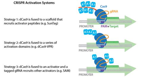 Addgene Crispr Plasmids Activate Gene Expression