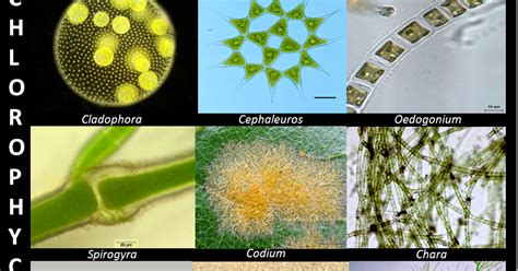 Example of Green algae (Chlorophyceae) | ExamplesOf.net