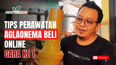 Unboxing Aglaonema Beli Online Dan Tips Merawatnya Cara Ke1