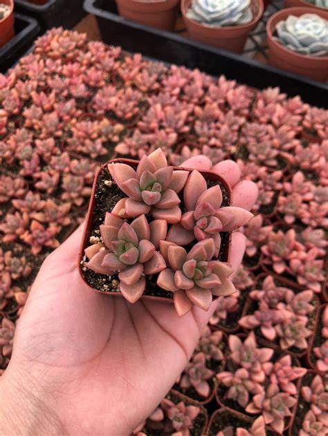 Graptosedum Vera Higgins Etsy Succulent Garden Diy Replanting