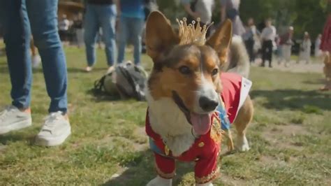 Corgis Parade Outside Buckingham Palace To Remember Queen Elizabeth Ii