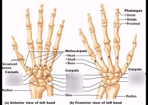 Carpal Bones Diagram | Quizlet