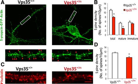 Reduced Mature Spines In VPS35 M Neurons A Reduced Spine Density And