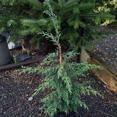 Cupressus Lusitanica Private Green