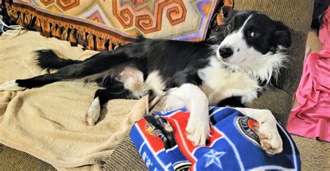 Adopted Milo Northern California Border Collie Rescue And Adoptions