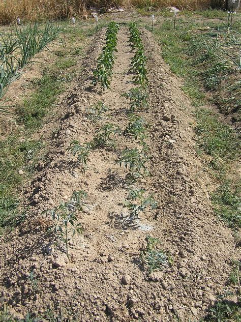 El Huerto Es Facil Transplante De Tomateras A Raiz Desnuda