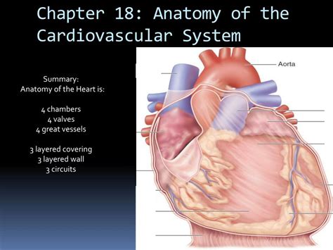 Basic Anatomy And Physiology Powerpoint