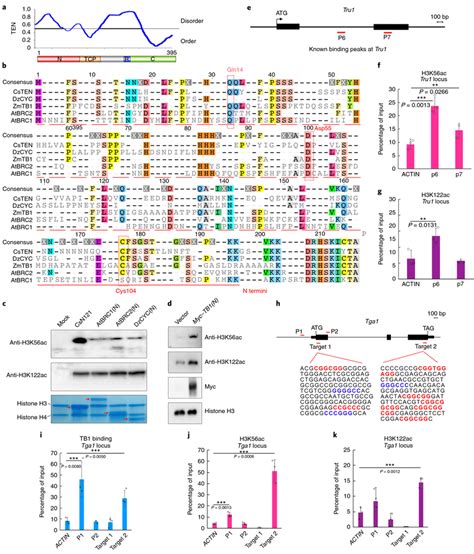 The N Termini Of CYC TB1 Like Proteins Have Conserved HAT Activities A