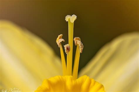 Premium Photo Closeup Of Hands Holding Beautiful Yellow Daffodil Bouquet