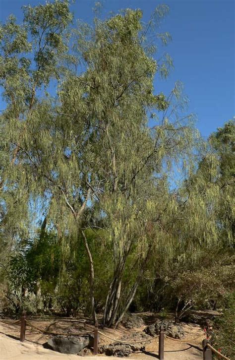 Acacia Stenophylla River Cooba