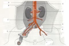 Bio II Lab Final- fetal pig circulatory system photos | Quizlet