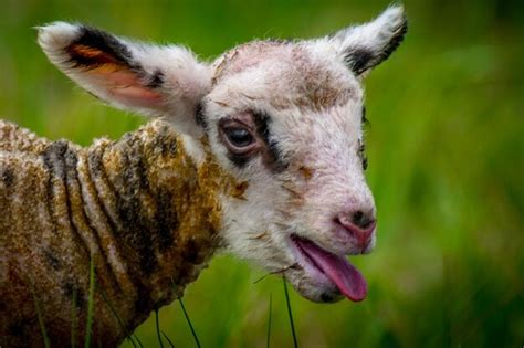 Premium Photo Close Up Of Lamb On Field