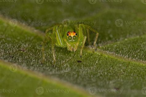 Adult Female Translucent Green Jumping Spider Stock Photo At