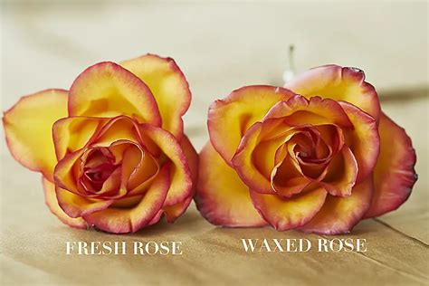 How To Make Wax Dipped Roses Crafty Chica