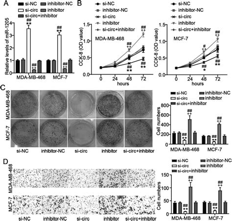 Circ Promoted Bc Progression By Sponging Mir Mda Mb