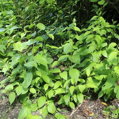 Japanese Knotweed What It Is And How To Control It