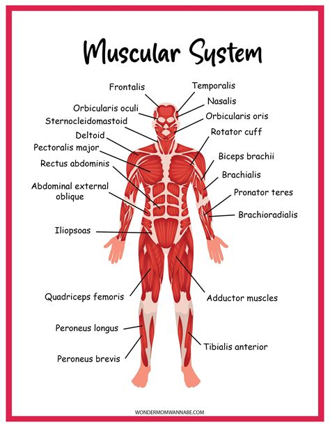 Muscular System Lesson Grade 6