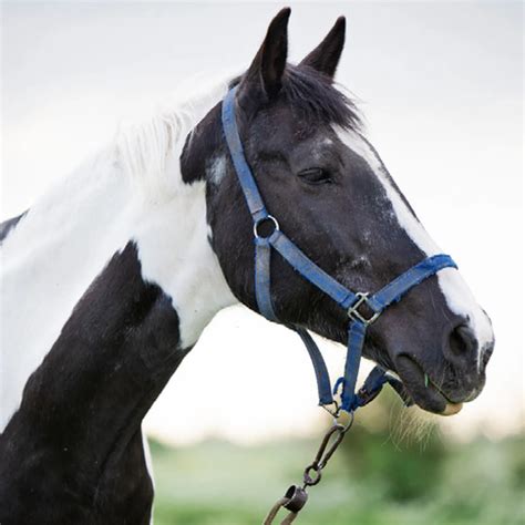 Piebald Horses: White Horses with Black Spots 🐴🌈 | LearningHorses.com