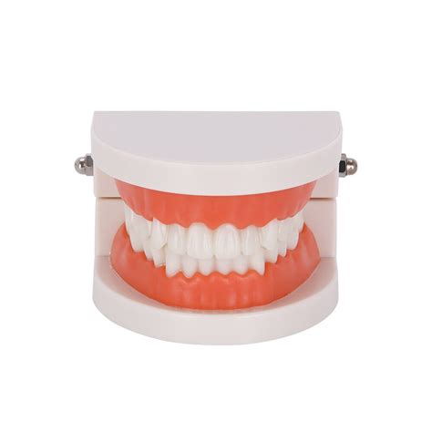 1 1 Standard Tooth Model Dentist Teaching Study M Grandado