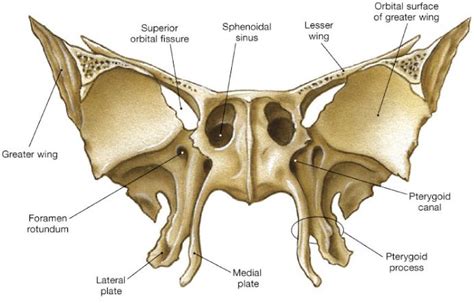 Sphenoid Anterior View Wings Spine Pterygoid Anatomy Bones