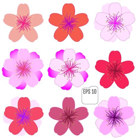 Conjunto De Iconos De Flor De Cerezo Vector Vector Premium