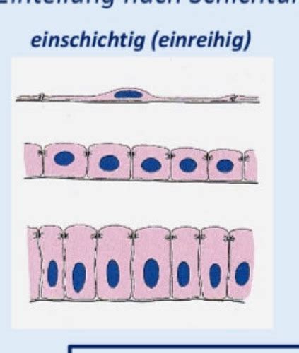 Wichtig Epithelien Karteikarten Quizlet