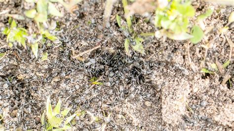 Berlin Invasive Ameisenart Breitet Sich Aus Bald Auch In